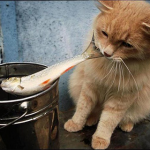 Кошку нельзя кормить рыбой
