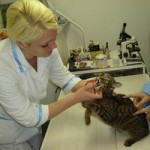 Стригущий лишай у кошек (диагностика и лечение)