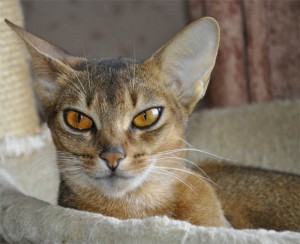 Фото абиссинской кошки